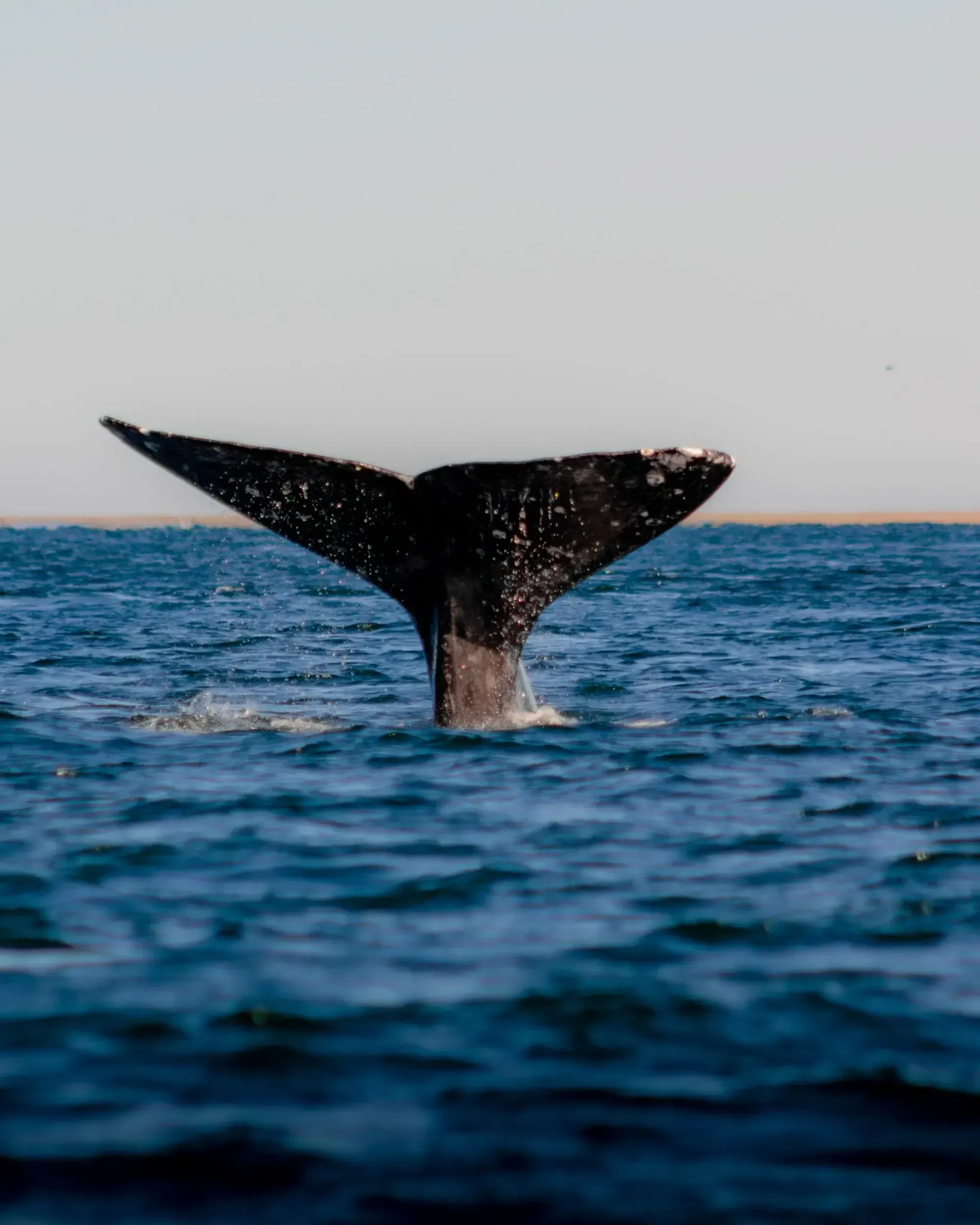 Ballena · Delsur