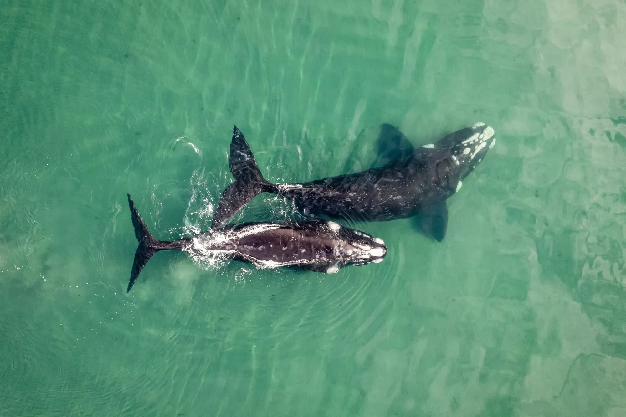 Ballena franca austral y su cría nadando juntas — proceso de trabajo en campañas de Google Ads