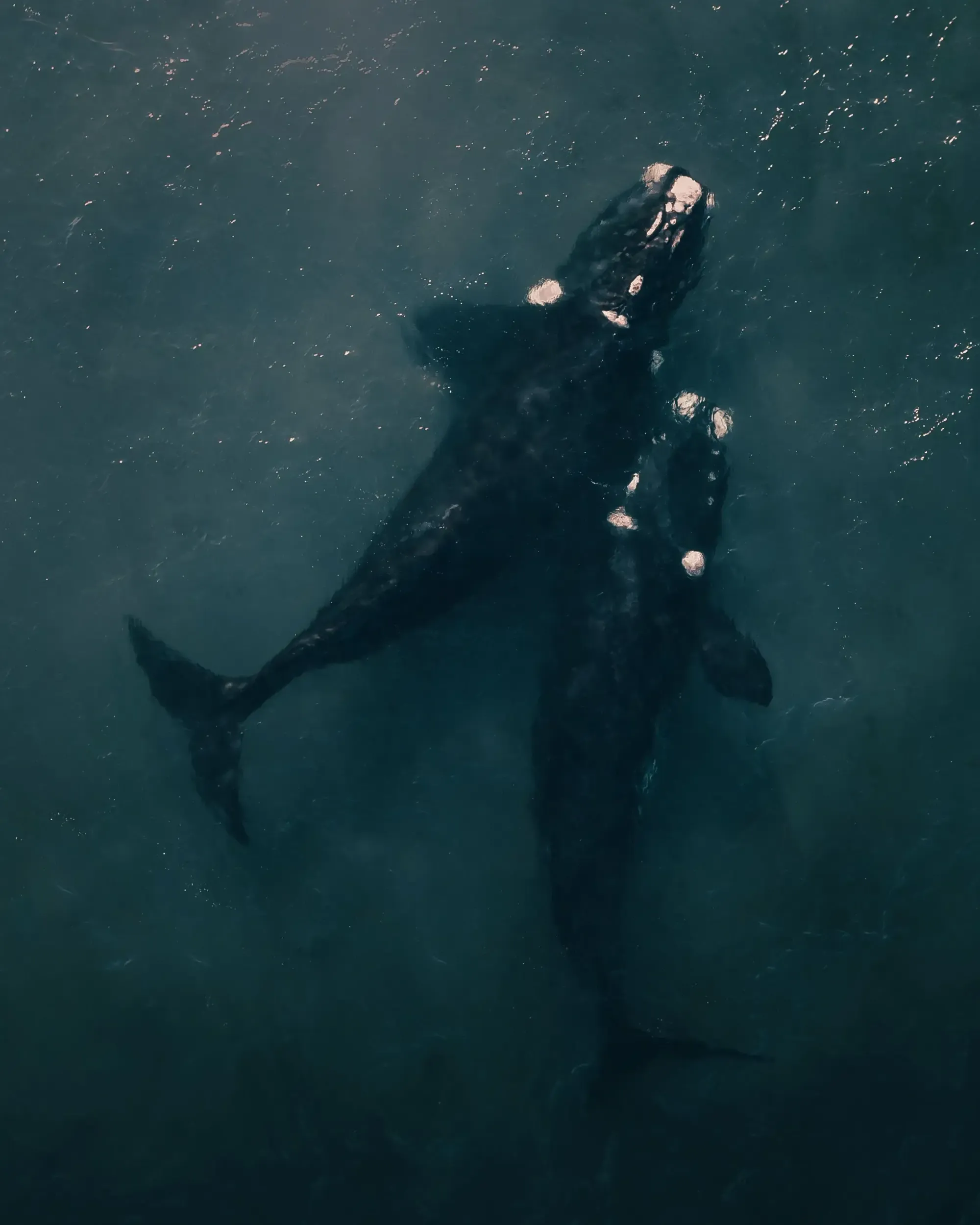 Vista aérea de una ballena franca austral en aguas oscuras del sur — DELSUR, publicidad online para conseguir más clientes